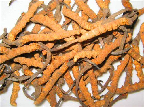 回收冬蟲夏草價(jià)格